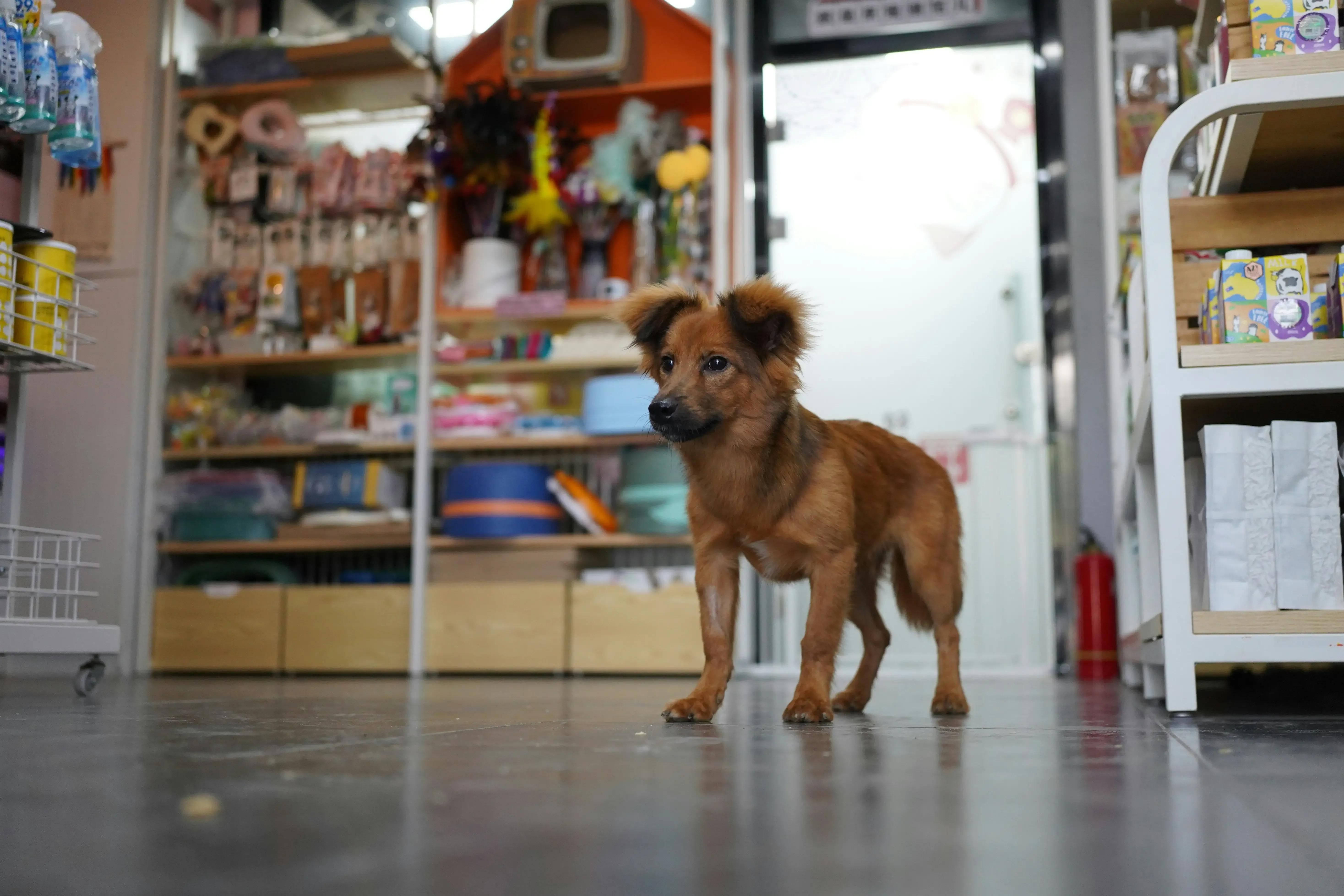 Galeria