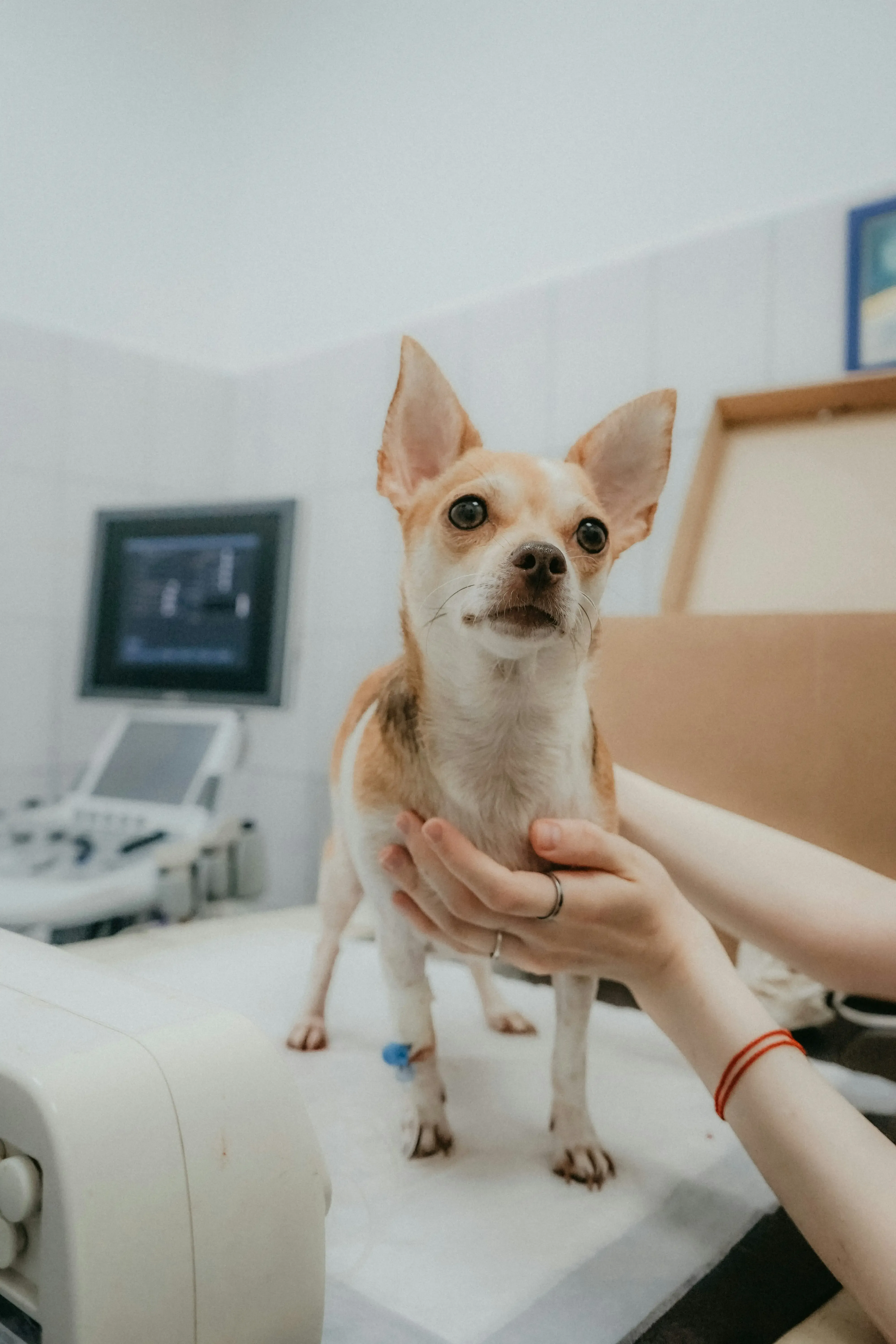 Atendimento pet em Mauá