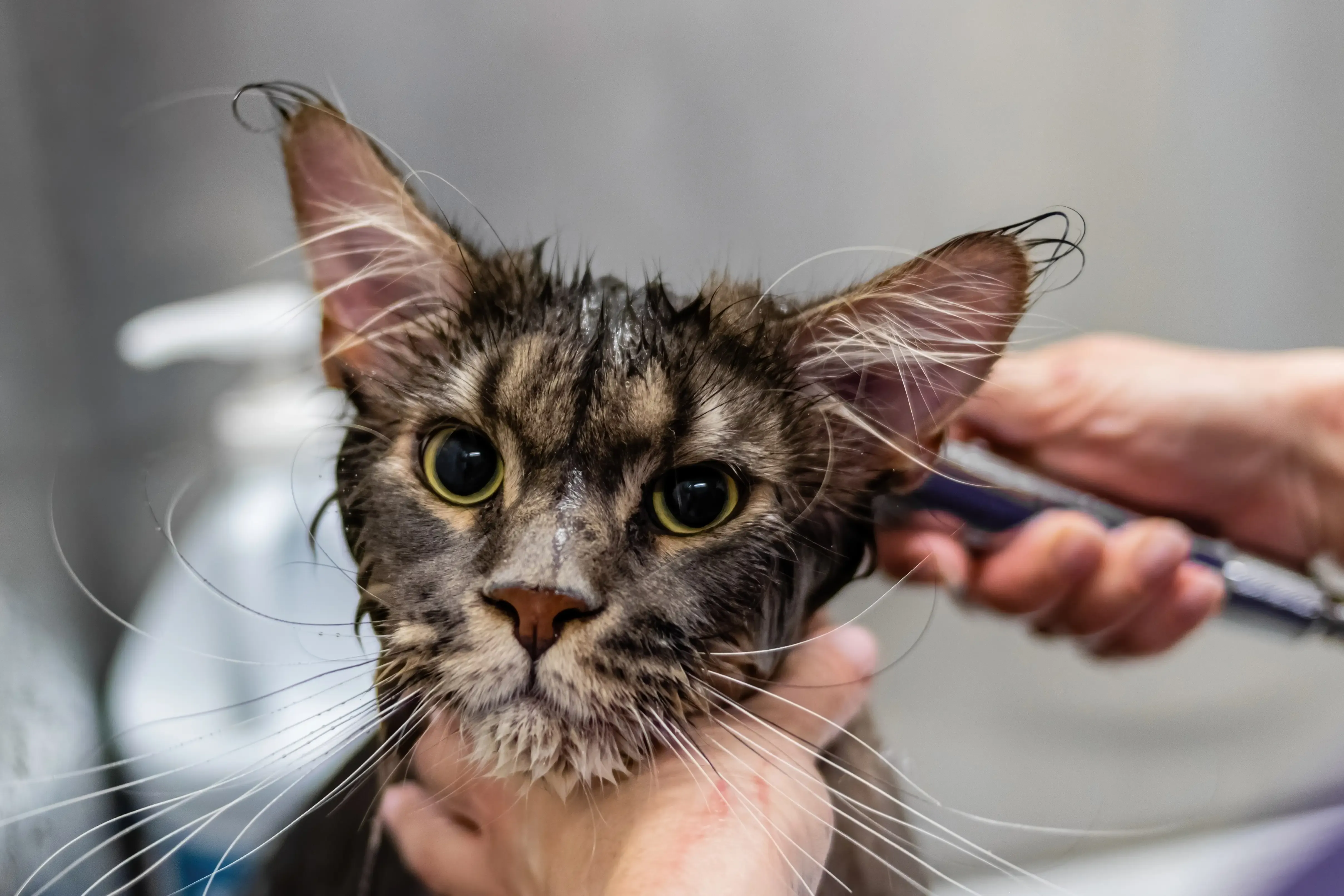 Banho e tosa para gatos no ABC