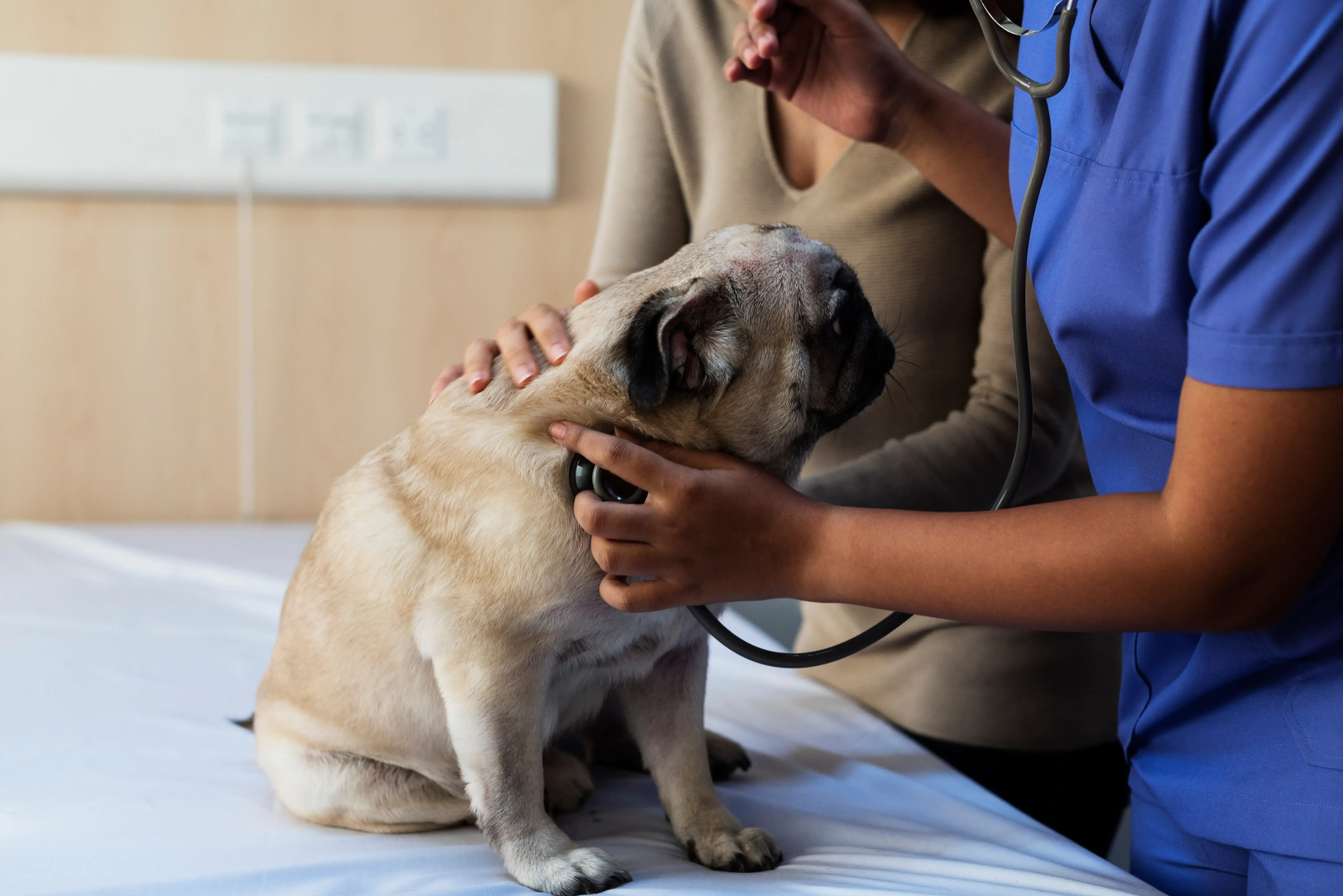 Consulta veterinária Mauá