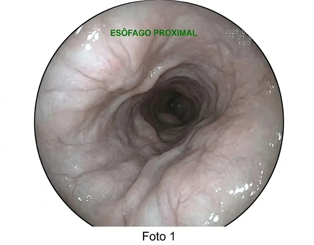 Endoscopia veterinária em Mauá