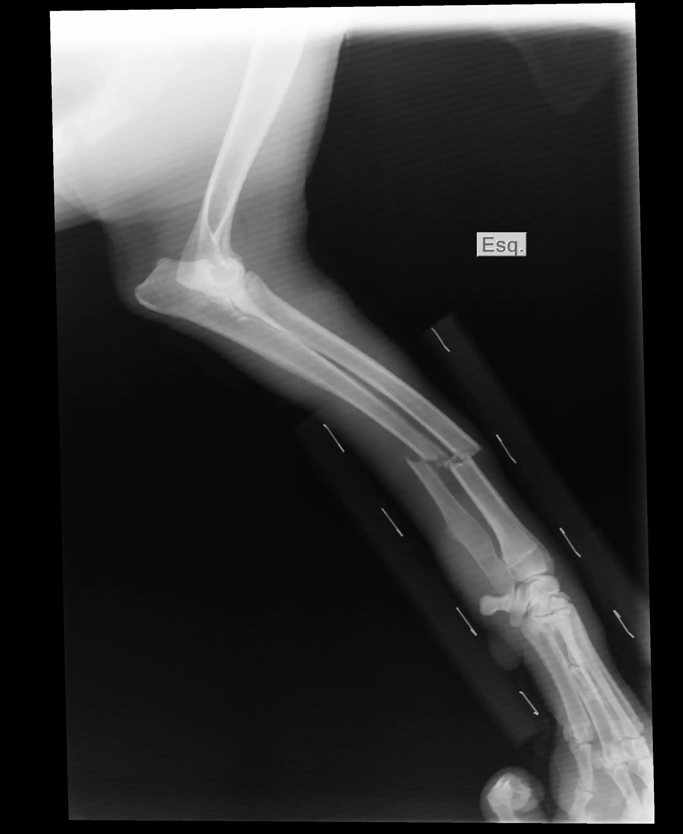 Raio x veterinário em Mauá