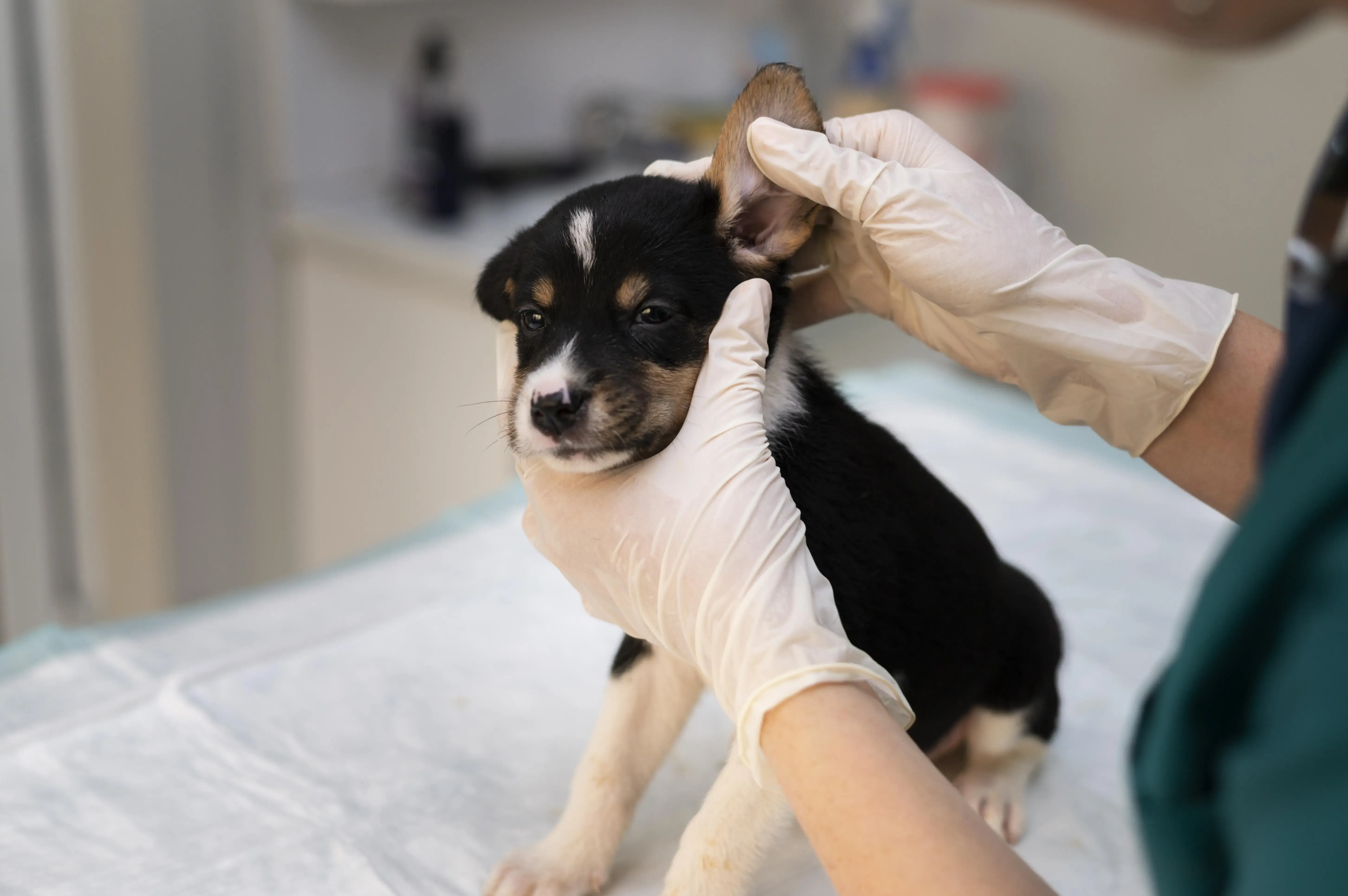 Tratamento de otite em cães Mauá