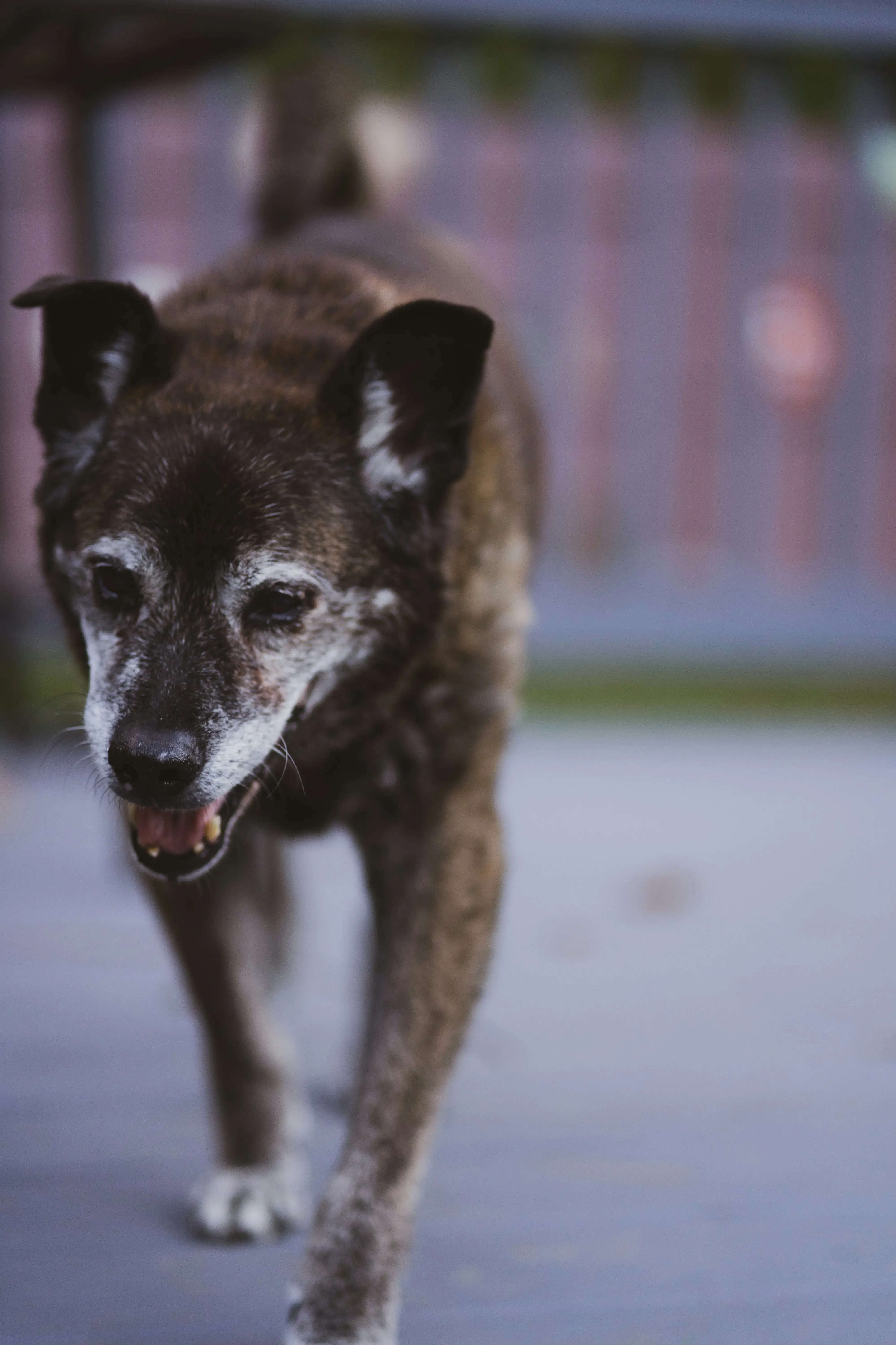Veterinário para cães idosos ABC